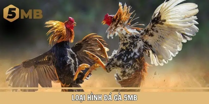 Tìm hiểu những mô hình đá gà nổi bật tại 5MB