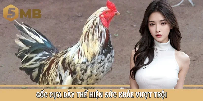 Gốc cựa dày thể hiện sức khỏe vượt trội