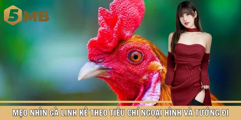 Mẹo nhìn gà linh kê theo tiêu chí ngoại hình và tướng đi
